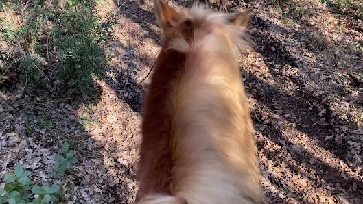 Paradiso del Cavallo (passeggiate a cavallo, horse riding)